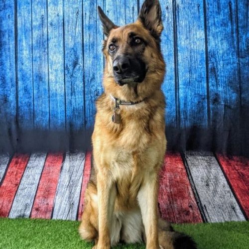 Charlie, a German Shepherd