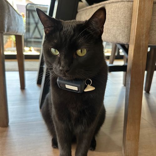 Flynn, a black cat, the firm’s Chief Snack Officer